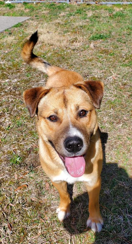 Henderson County Animal Services Adoption Search Results